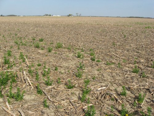Property photo 32 - 172 Acres Offered in 3 Tracts - Prime Farmland